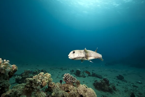 Porcupinefish och havet — Stockfoto