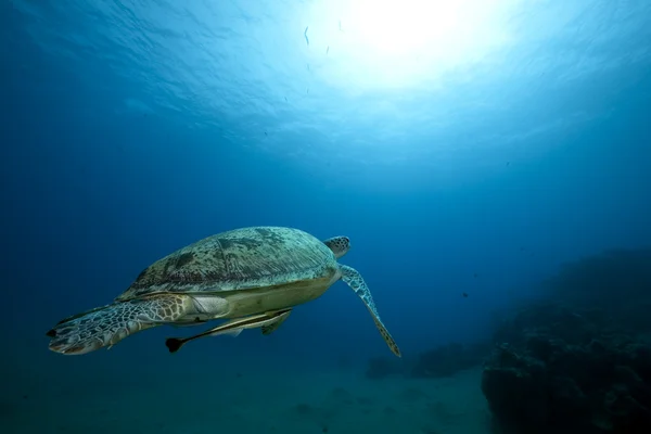 Жіноча зелена черепаха плаває Ліцензійні Стокові Зображення