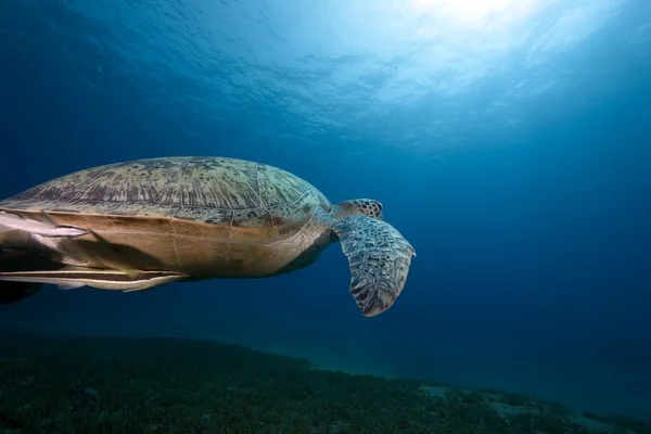 Weibliche grüne Schildkröte schwimmt Stockbild