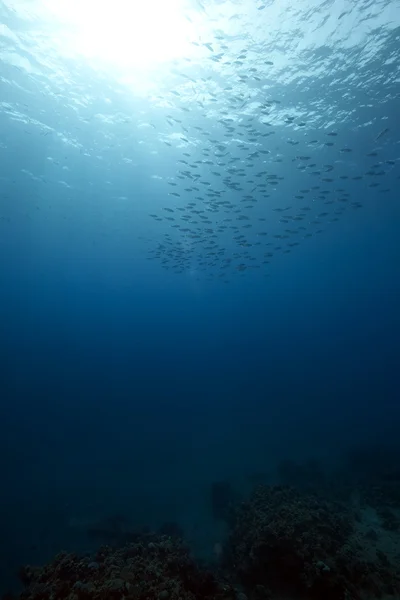 Океан и рыбы Лицензионные Стоковые Изображения