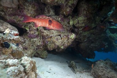 coralgrouper ve ocean