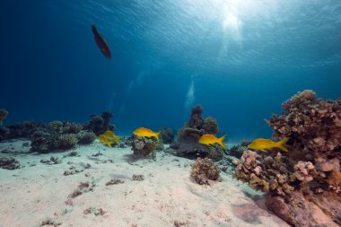 okyanus, mercan ve balık