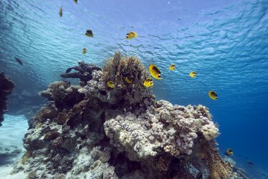 okyanus, mercan ve balık