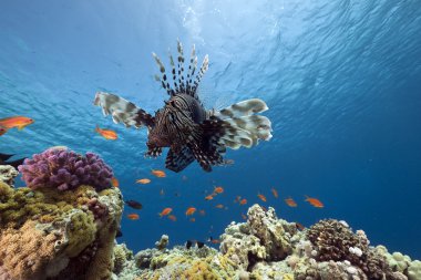 lionfish ve okyanus