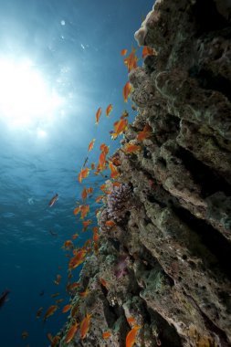 okyanus, mercan ve balık