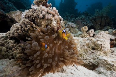 anemonefish ve anemon çiçeği