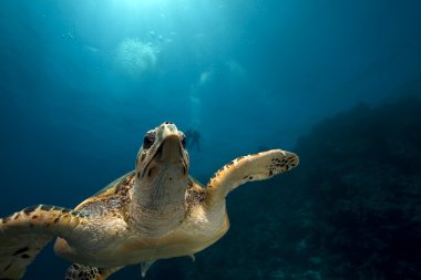 Şahin gagalı kaplumbağa ve okyanus