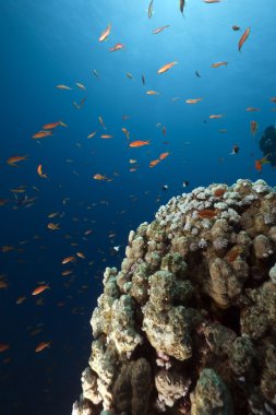 okyanus, mercan ve balık