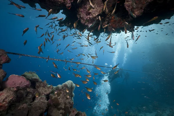 Havet, korall och fisk — Stockfoto