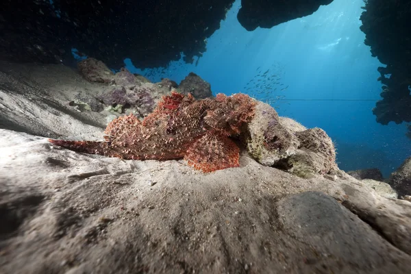 Scorpionfish en Oceaan — Stockfoto