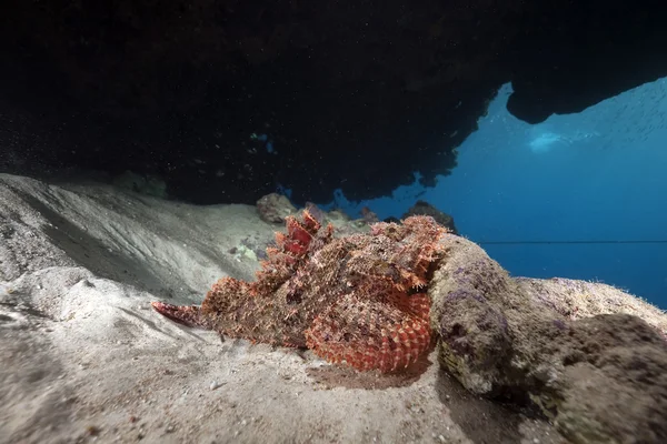 Scorpionfish and ocean — Stock Photo, Image