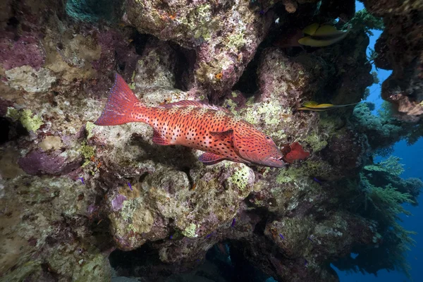 Coralgrouper и океан — стоковое фото
