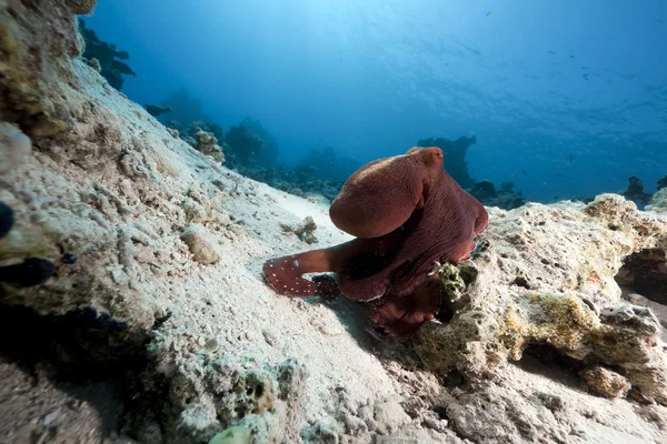 Восьминоги і океан — стокове фото