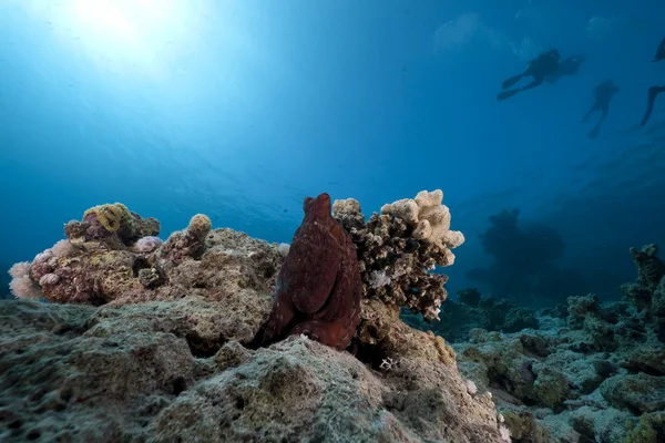 Осьминог и океан — стоковое фото