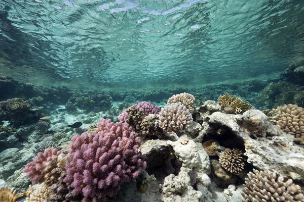Ωκεανό, των κοραλλιών και των ψαριών — Φωτογραφία Αρχείου