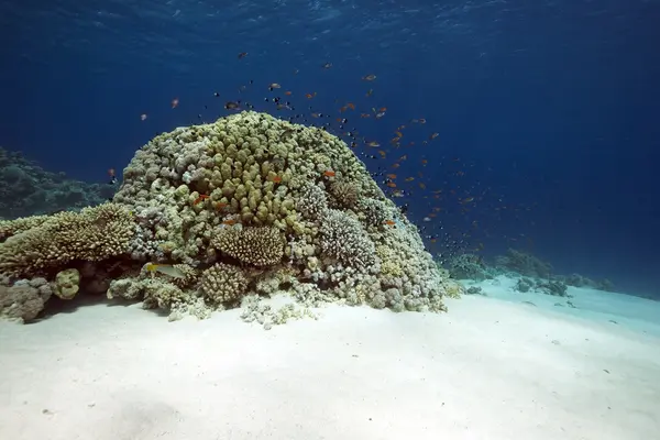 海洋、 珊瑚和鱼类 — 图库照片