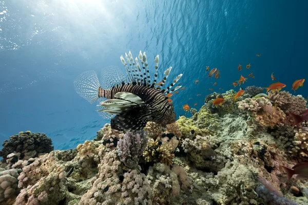 Lionfish en Oceaan — Stockfoto