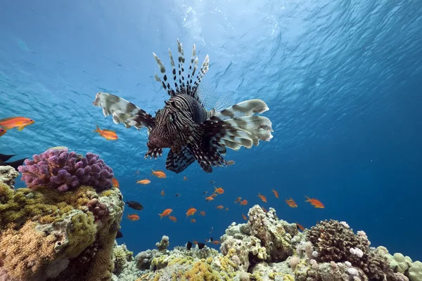Lionfish en Oceaan — Stockfoto
