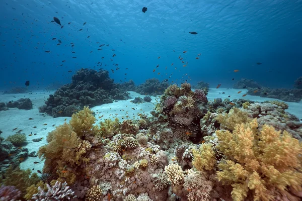 Ocean, koral og fisk - Stock-foto