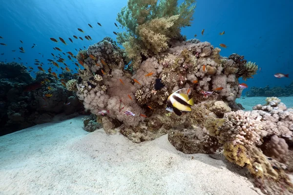 Océano, coral y peces — Foto de Stock