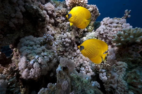 Butterflyfish and ocean — Stock Photo, Image