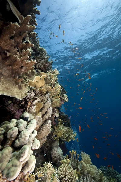 Ωκεανό, των κοραλλιών και των ψαριών — Φωτογραφία Αρχείου