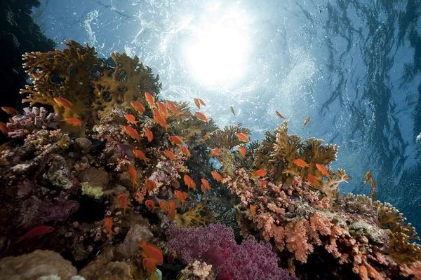 Oceaan, koraal en vissen — Stockfoto