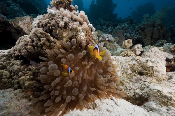 Anemonefish e anemone — Foto Stock