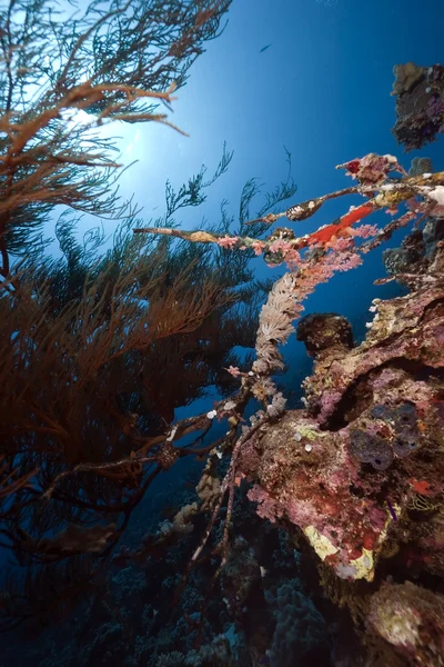 바다, 산호와 물고기 — 스톡 사진