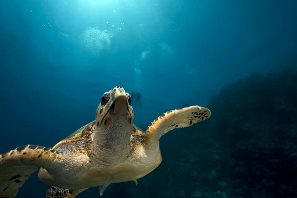 Hawksbill schildpad en oceaan — Stockfoto