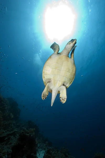 Tortuga carey y el océano — Foto de Stock