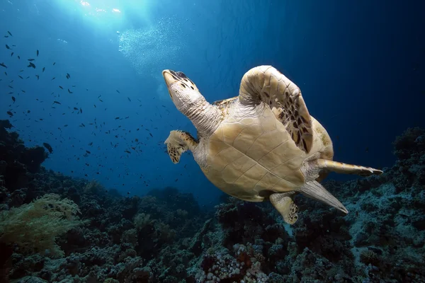 Ястребиная черепаха и океан — стоковое фото