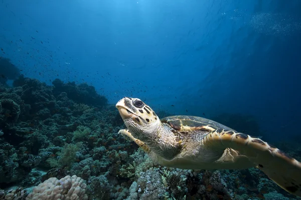 Hawksbill turtle and ocean — Stock Photo, Image