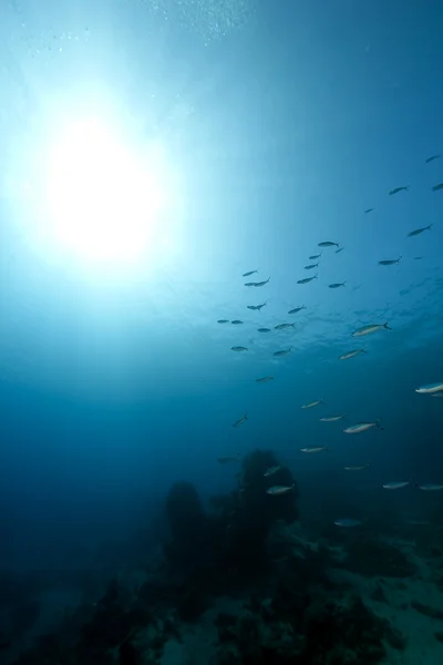 Океан, корали і риби Ліцензійні Стокові Фото