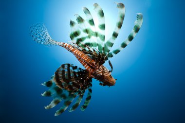 Lionfish,sun and ocean clipart