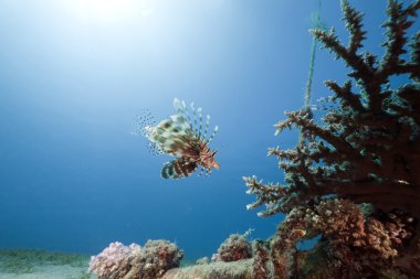 Aslan balığı, mercan ve okyanus