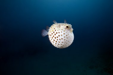 Yellowspotted burrfish and ocean clipart