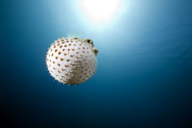 Yellowspotted burrfish ve ocean