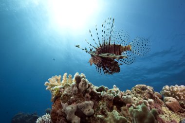 lionfish ve okyanus