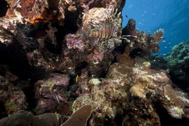 lionfish ve okyanus