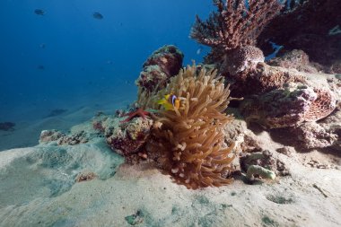 anemon, anemonefish ve ocean