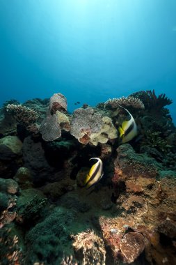 Balık, deniz ve güneş