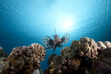 lionfish ve okyanus