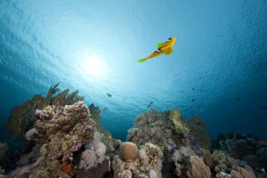 anemonefish ve ocean