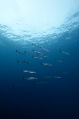 blackfin barracuda ve okyanus