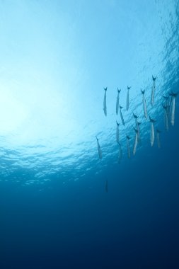 blackfin barracuda ve okyanus