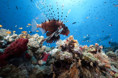 lionfish ve okyanus