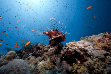 lionfish ve okyanus