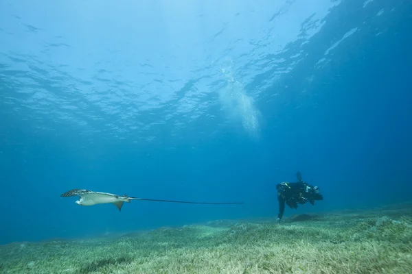 Eagle ray, onderwater fotograaf en Oceaan — Stockfoto