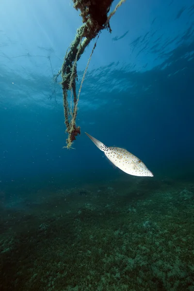 Firkált filefish és az óceán — Stock Fotó